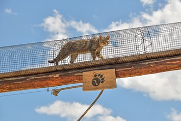 Ausflugsziel: Der Cat Walk ist die Verbindung zwischen den beiden Wildkatzen-Gehegen. - Der Wilde Berg Mautern