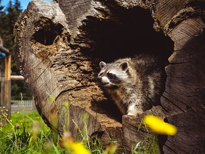 Voyage avec des enfants - Unterlaussa (Weyer) - Waschbär - Der Wilde Berg Mautern