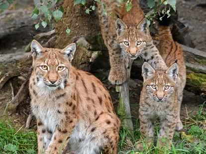 Voyage avec des enfants - Unterlaussa (Weyer) - Der Wilde Berg Mautern