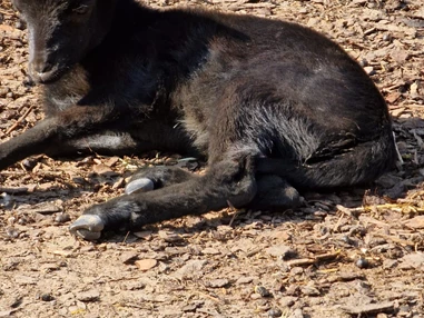 Ausflugsziel: Wildpark Poing