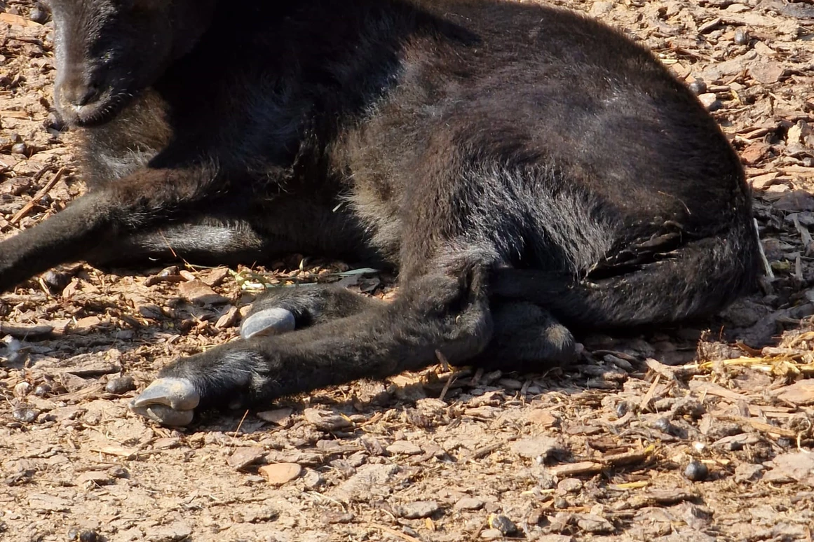 Ausflugsziel: Wildpark Poing