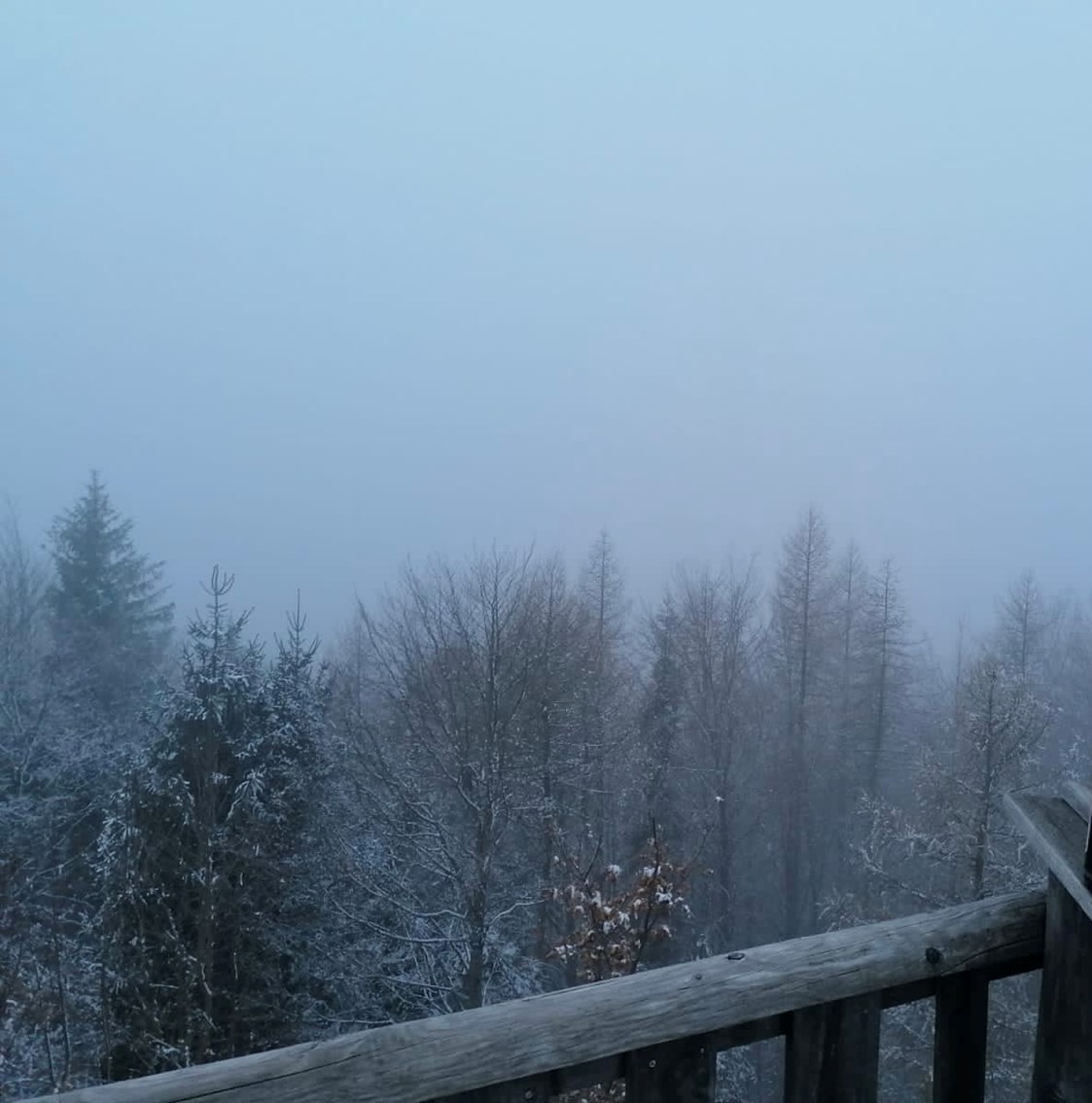 Ausflugsziel: Buchbergplateau im Winter  - Buchberg Wanderung