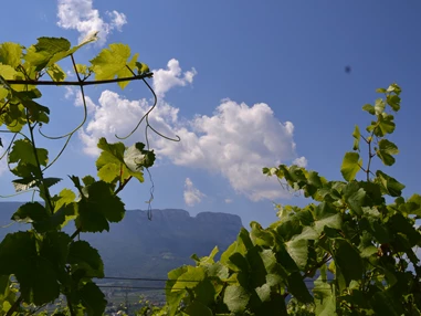 Ausflugsziel: Natur- und Weinlehrpfad Girlan