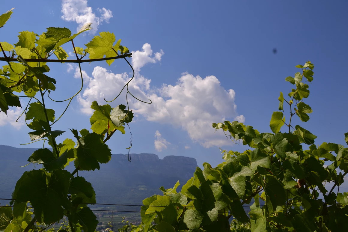 Ausflugsziel: Natur- und Weinlehrpfad Girlan