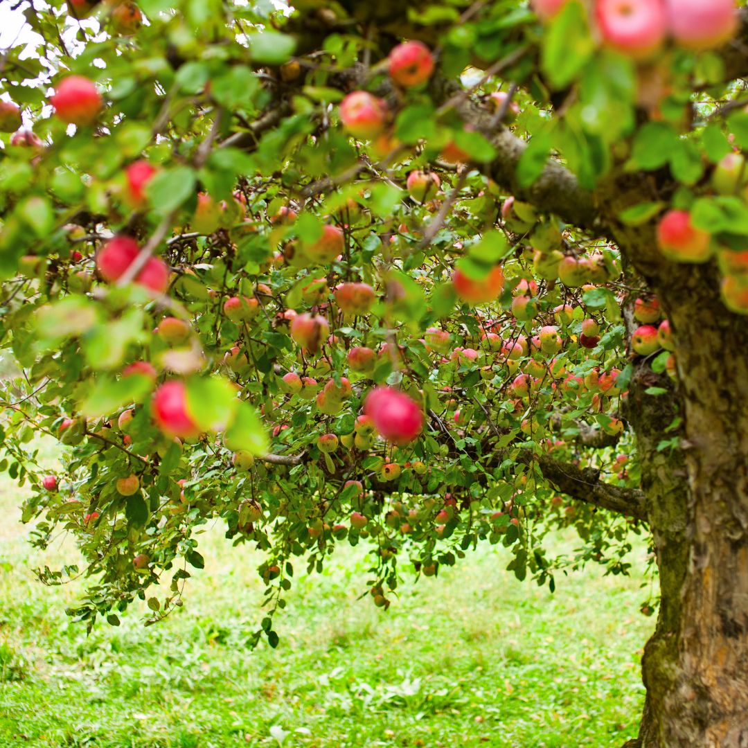Voyage avec des enfants - Gais (Trentino-Südtirol) - Symbolbild für Ausflugsziel Baumdorf. Keine korrekte oder ähnlich Darstellung! - Baumdorf