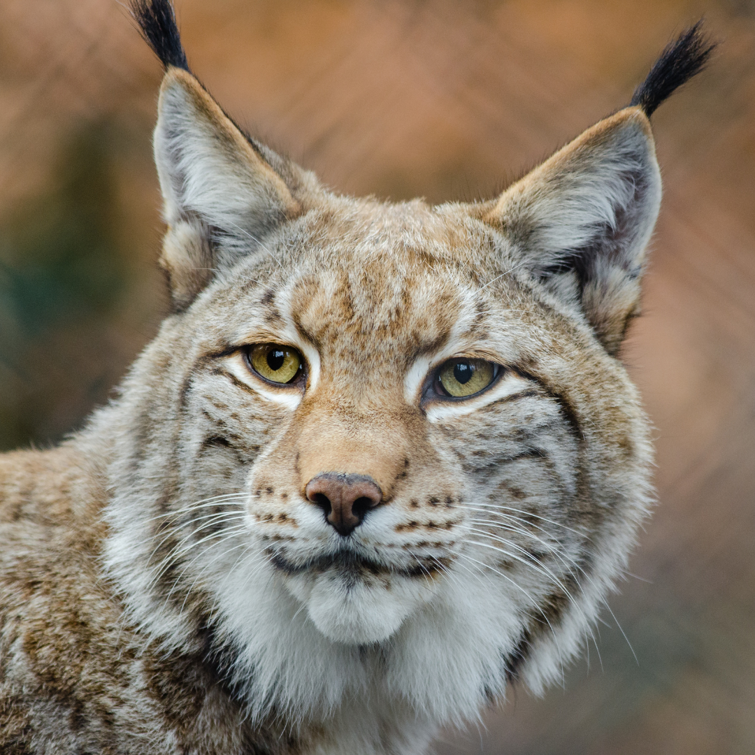 Ausflug mit Kindern - Ausflugsziel ist: ein Tierpark - Italien - Symbolbild für Ausflugsziel Wildpark in Toblach. Keine korrekte oder ähnlich Darstellung! - Wildpark in Toblach