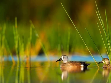Ausflugsziel: Issinger Weiher