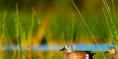 Reis met kinderen - San Martin Dolomites - Symbolbild für Ausflugsziel Teich "Mesner Låcke". Keine korrekte oder ähnlich Darstellung! - Teich "Mesner Låcke"