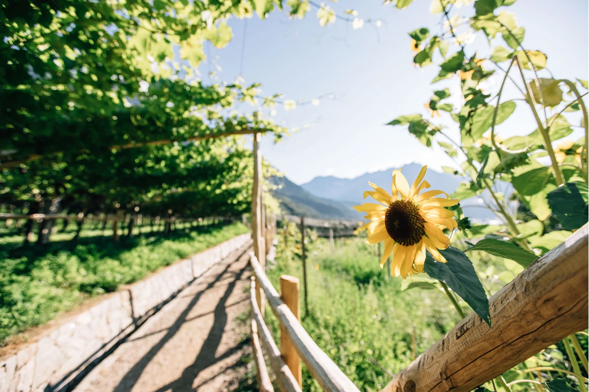 Ausflugsziel: Der Algunder Waalweg im schönen Meraner Land ist ideal für Familien mit Kindern und für ältere Personen. - Wanderung am Algunder Waalweg