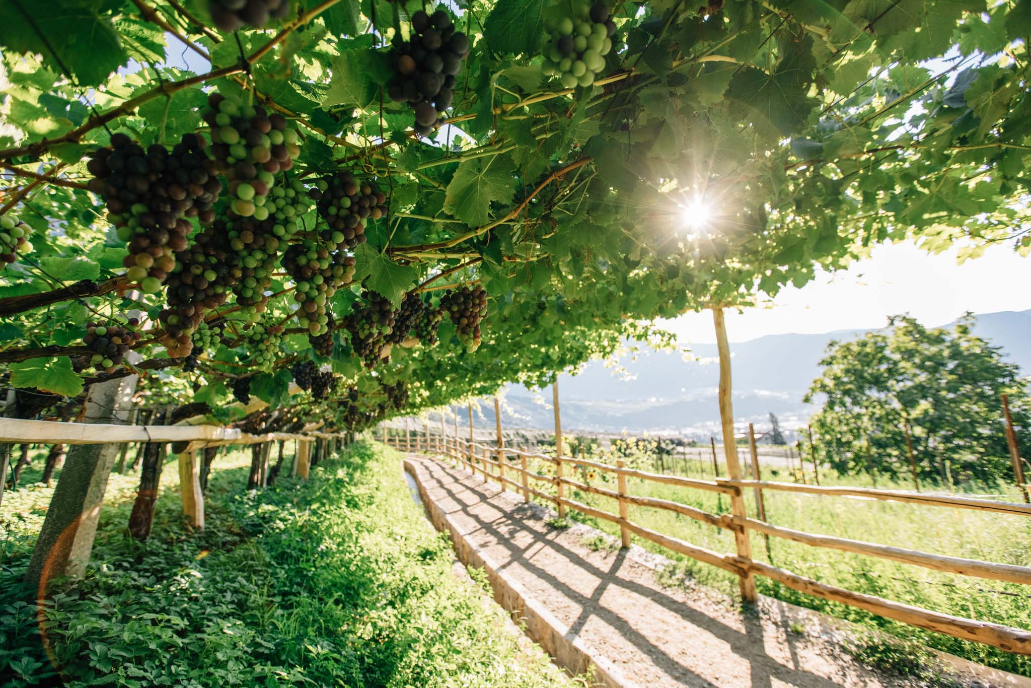 Ausflugsziel: Wanderung am Algunder Waalweg