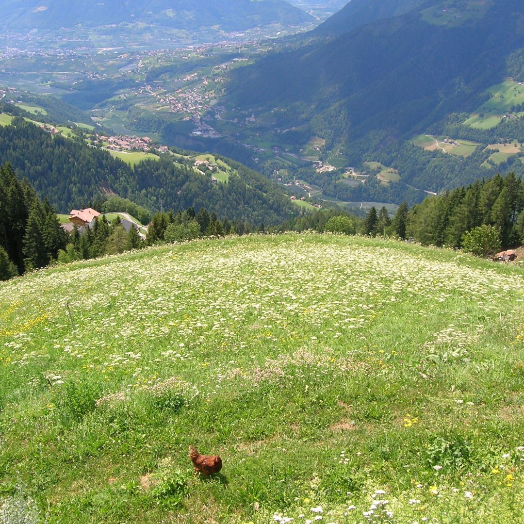Trip with children - Ausflugsziel ist: eine Wanderung - Bozen - Wanderung Meraner Waalrunde