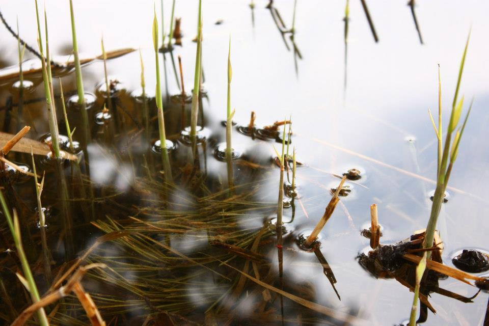 Ausflugsziel: Naturlehrpfad Raiermoos