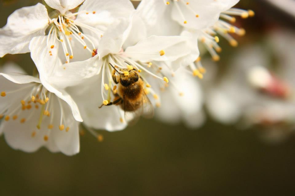 Ausflugsziel: Naturlehrpfad Raiermoos
