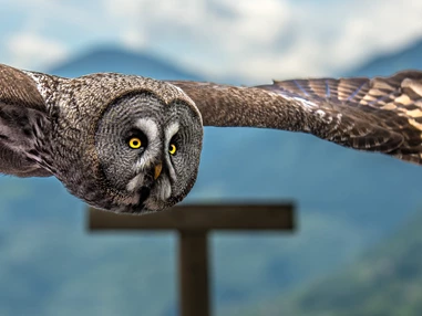 Ausflugsziel: Pflegezentrum für Vogelfauna Schloss Tirol