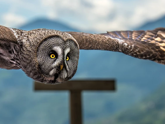 Ausflugsziel: Pflegezentrum für Vogelfauna Schloss Tirol