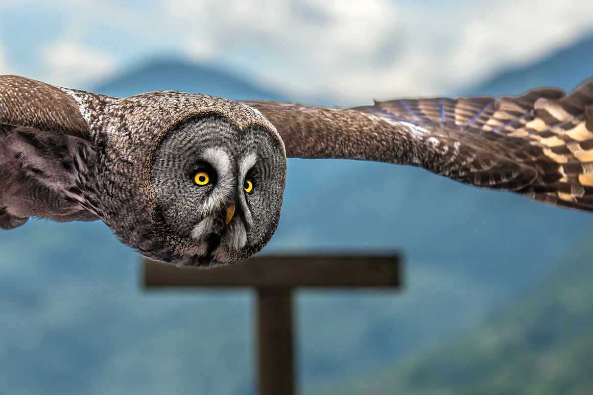 Ausflugsziel: Pflegezentrum für Vogelfauna Schloss Tirol