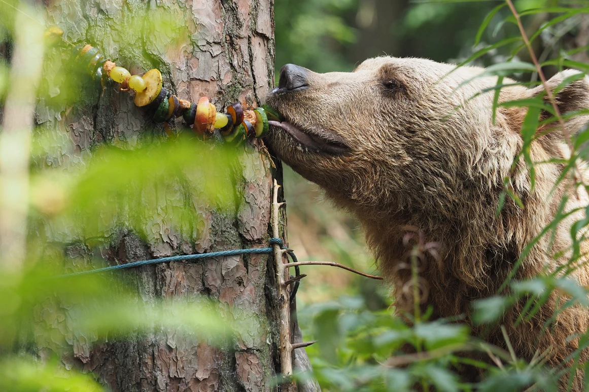 Ausflugsziel: BÄRENWALD Arbesbach