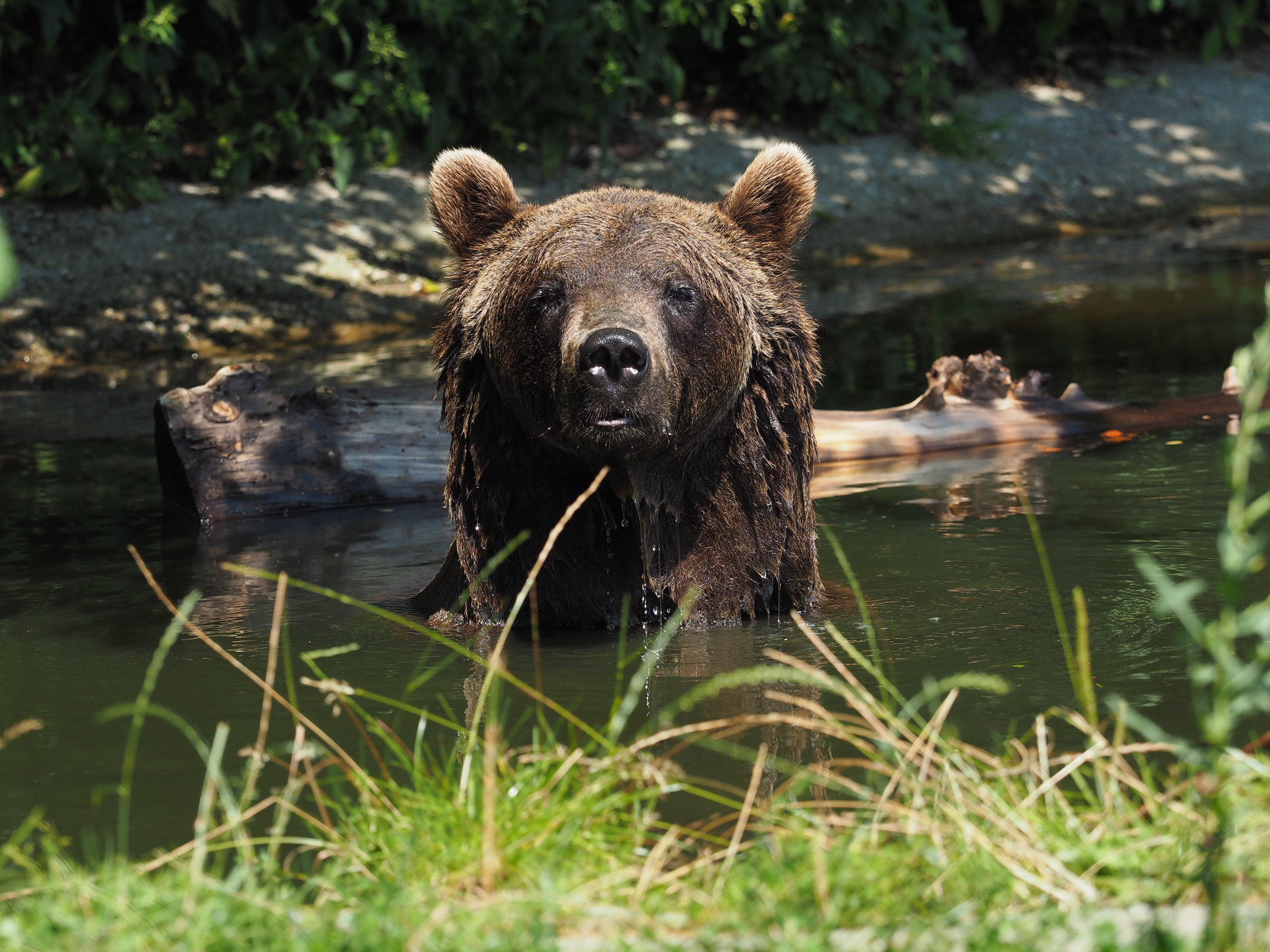 Ausflugsziel: BÄRENWALD Arbesbach