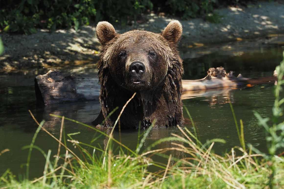 Ausflugsziel: BÄRENWALD Arbesbach