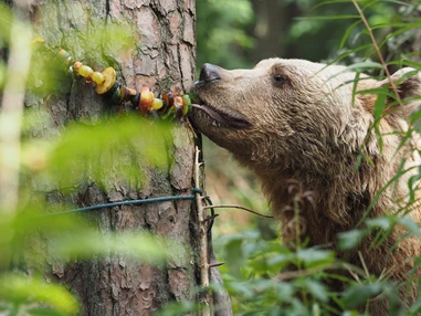 Ausflugsziel: BÄRENWALD Arbesbach