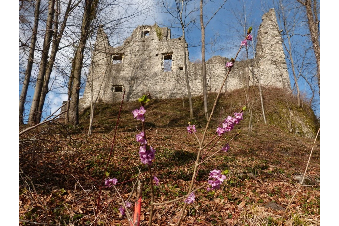 Ausflugsziel: Ruine mit Seidelbast
Foto: Maria Berg - Burgruine Neuburg