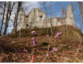 Ausflugsziel: Ruine mit Seidelbast
Foto: Maria Berg - Burgruine Neuburg