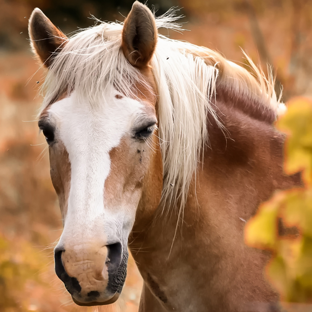 Ausflugsziel: Esel,Pferdetrekking