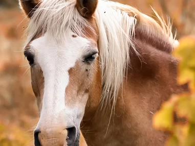 Ausflugsziel: Esel,Pferdetrekking