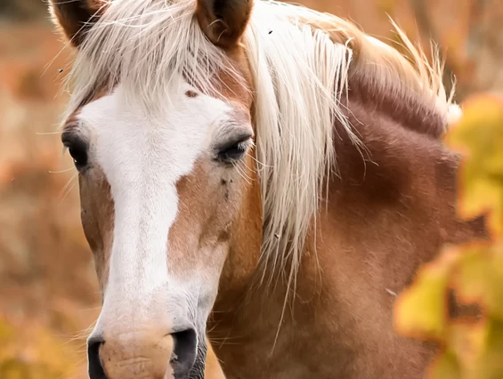 Ausflugsziel: Esel,Pferdetrekking