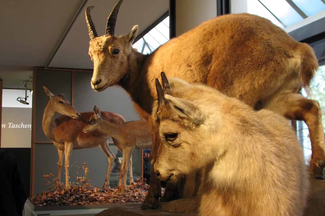 Ausflugsziel: Bündner Naturmuseum
