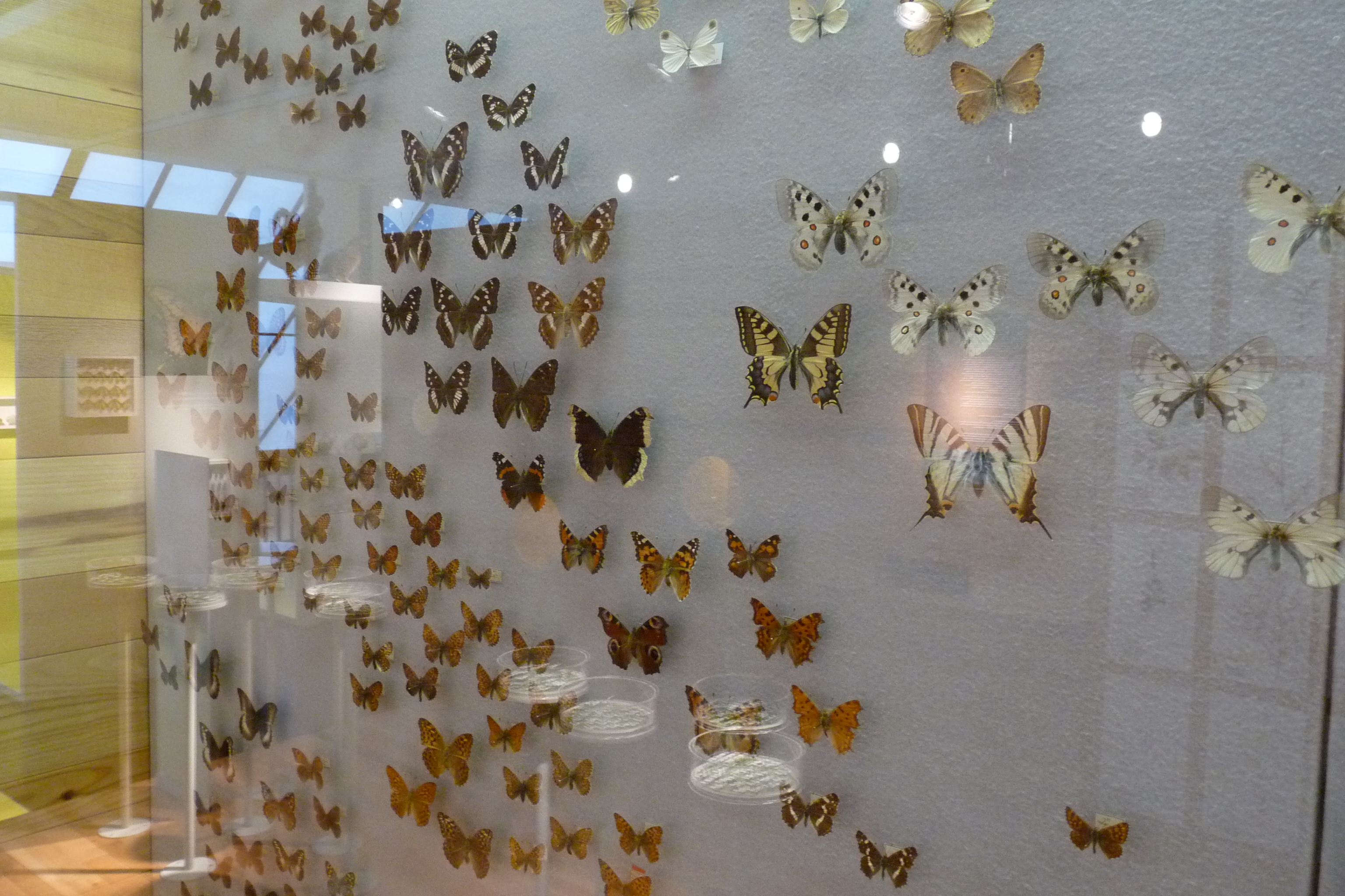 Trip with children - Alter der Kinder: 6 bis 10 Jahre - Versam - Bündner Naturmuseum