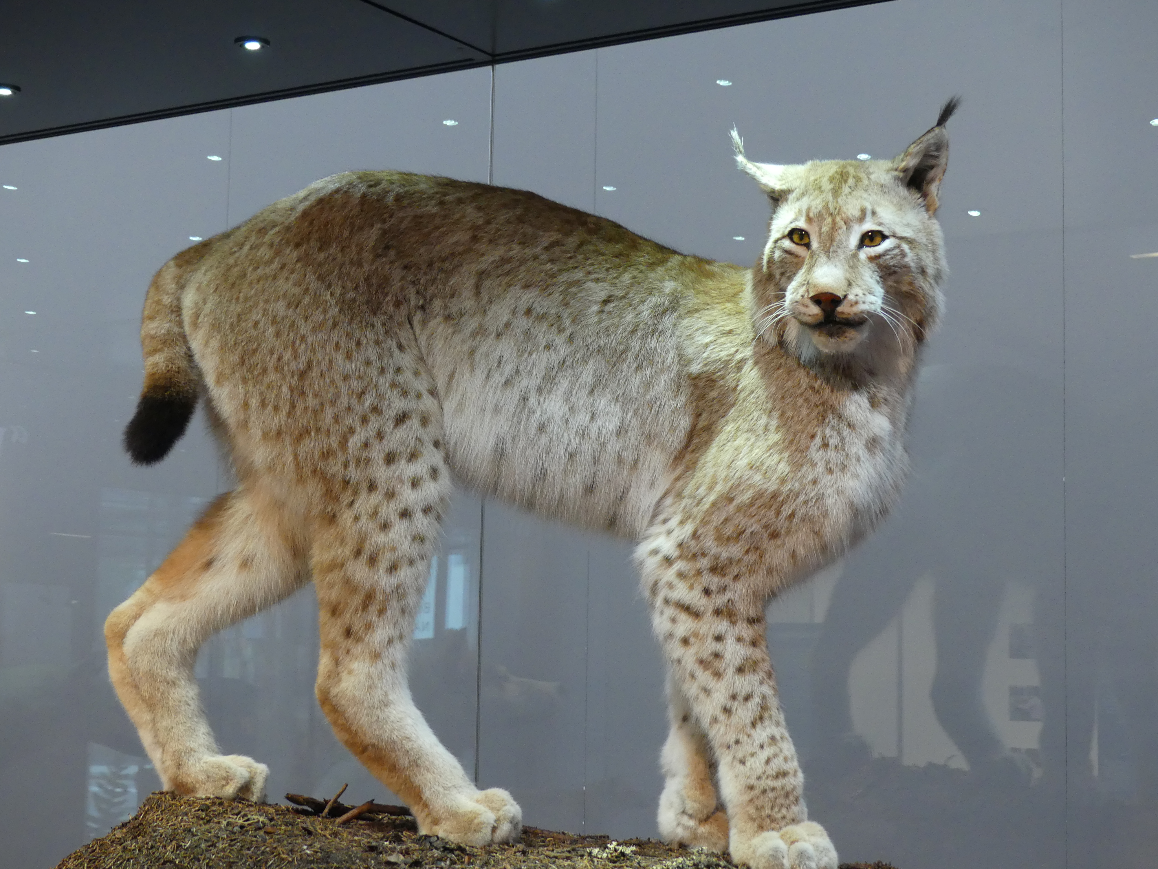 Ausflugsziel: Bündner Naturmuseum