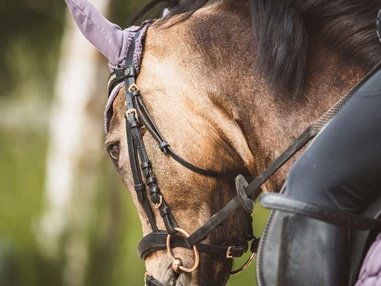 Ausflugsziel: Symbolbild für Ausflugsziel Reitschule Klosters (Graubünden). - Reitschule Klosters