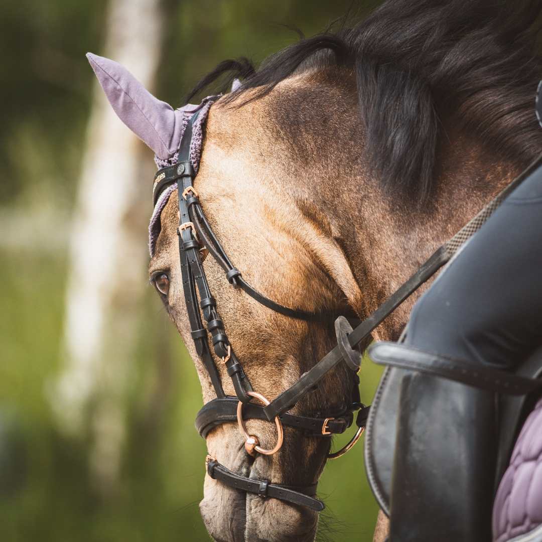 Trip with children - Tschiertschen - Reitschule Klosters