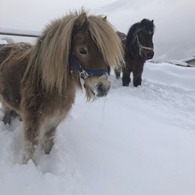 Ausflugsziel: Ponys Winter - mypony