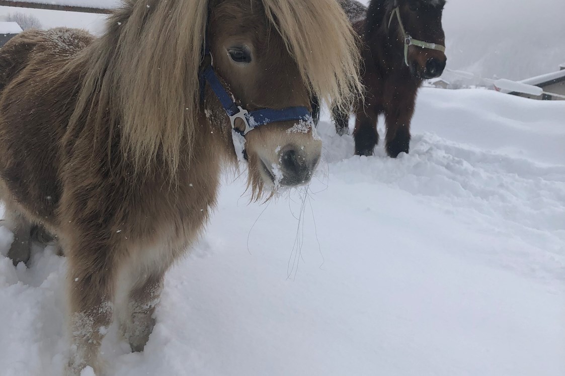Ausflugsziel: Ponys Winter - mypony