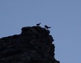 Ausflugsziel: Steinböcke im Naturpark Beverin - Wildtierbeobachtungspunkte Alperschälli