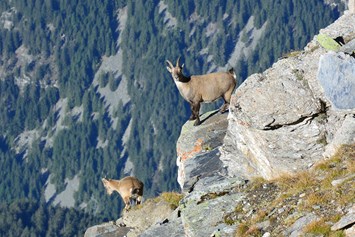 Ausflugsziel: Steingeiss und Kitz im Naturpark Beverin - Wildtierbeobachtungspunkte Alperschälli