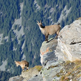 Ausflugsziel: Steingeiss und Kitz im Naturpark Beverin - Wildtierbeobachtungspunkte Alperschälli