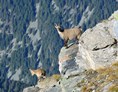 Ausflugsziel: Wildtierbeobachtungspunkte Alperschälli