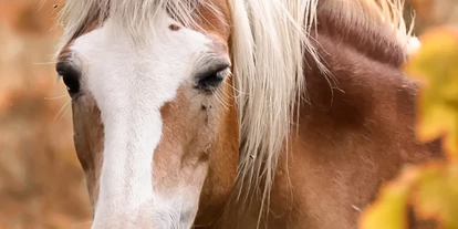 Viaggio con bambini - Vättis - Symbolbild für Ausflugsziel Reitschule Islandpferdehof Valata. Keine korrekte oder ähnlich Darstellung! - Reitschule Islandpferdehof Valata