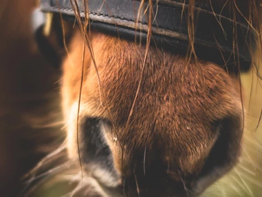 Ausflugsziel: Engadin River Ranch