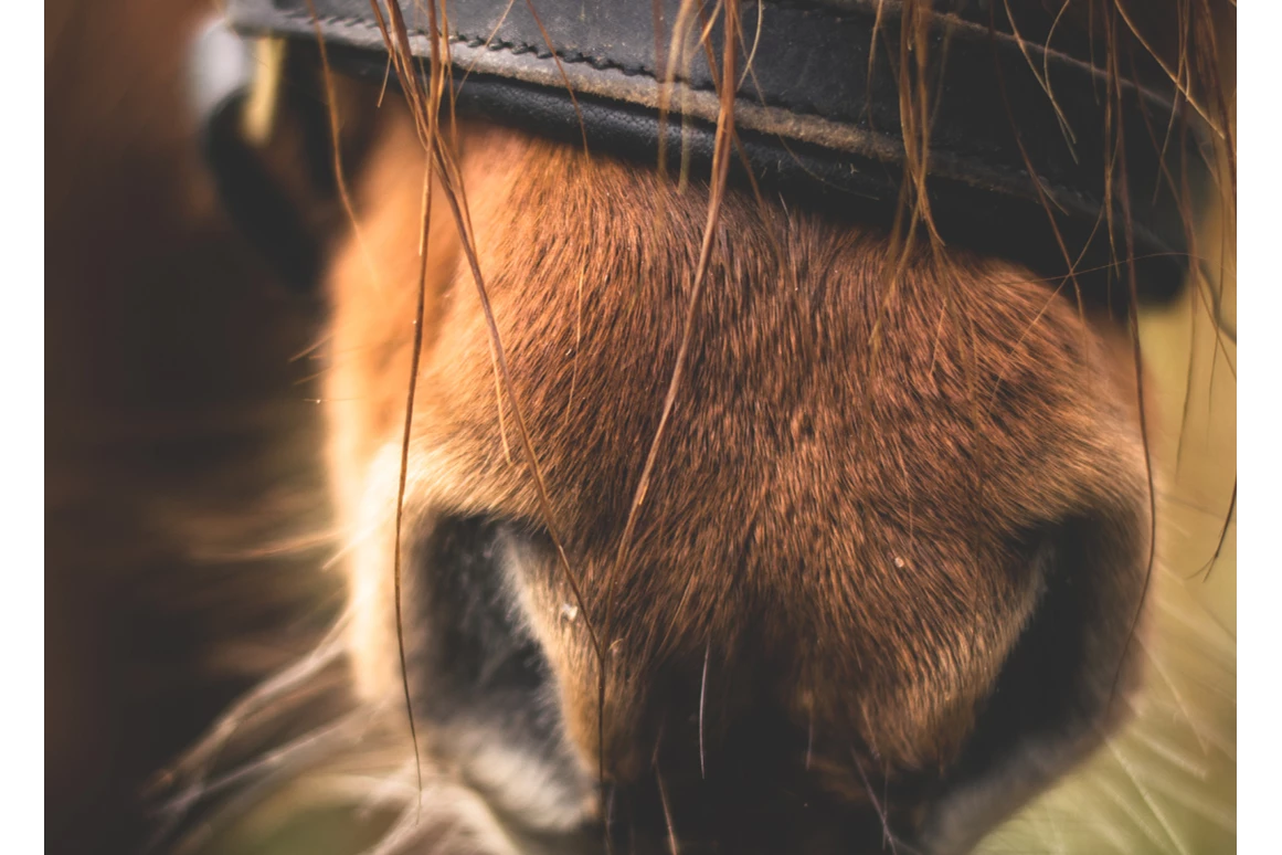 Ausflugsziel: Engadin River Ranch