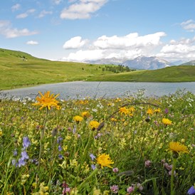 Ausflugsziel: Blumenwiese am Bergsee - Naturpark Beverin