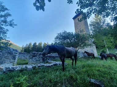 Ausflugsziel: Nachtweide für die Pferde - Stalla Chapella / Bogenparcours Engadin