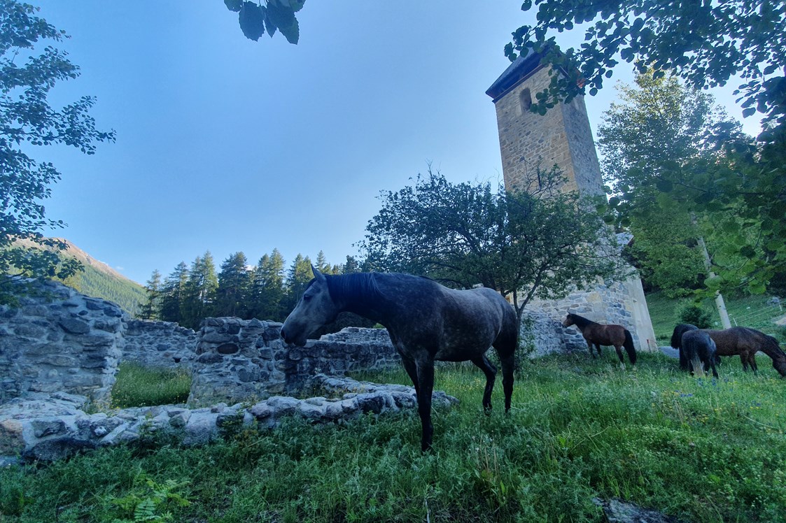 Ausflugsziel: Nachtweide für die Pferde - Stalla Chapella / Bogenparcours Engadin