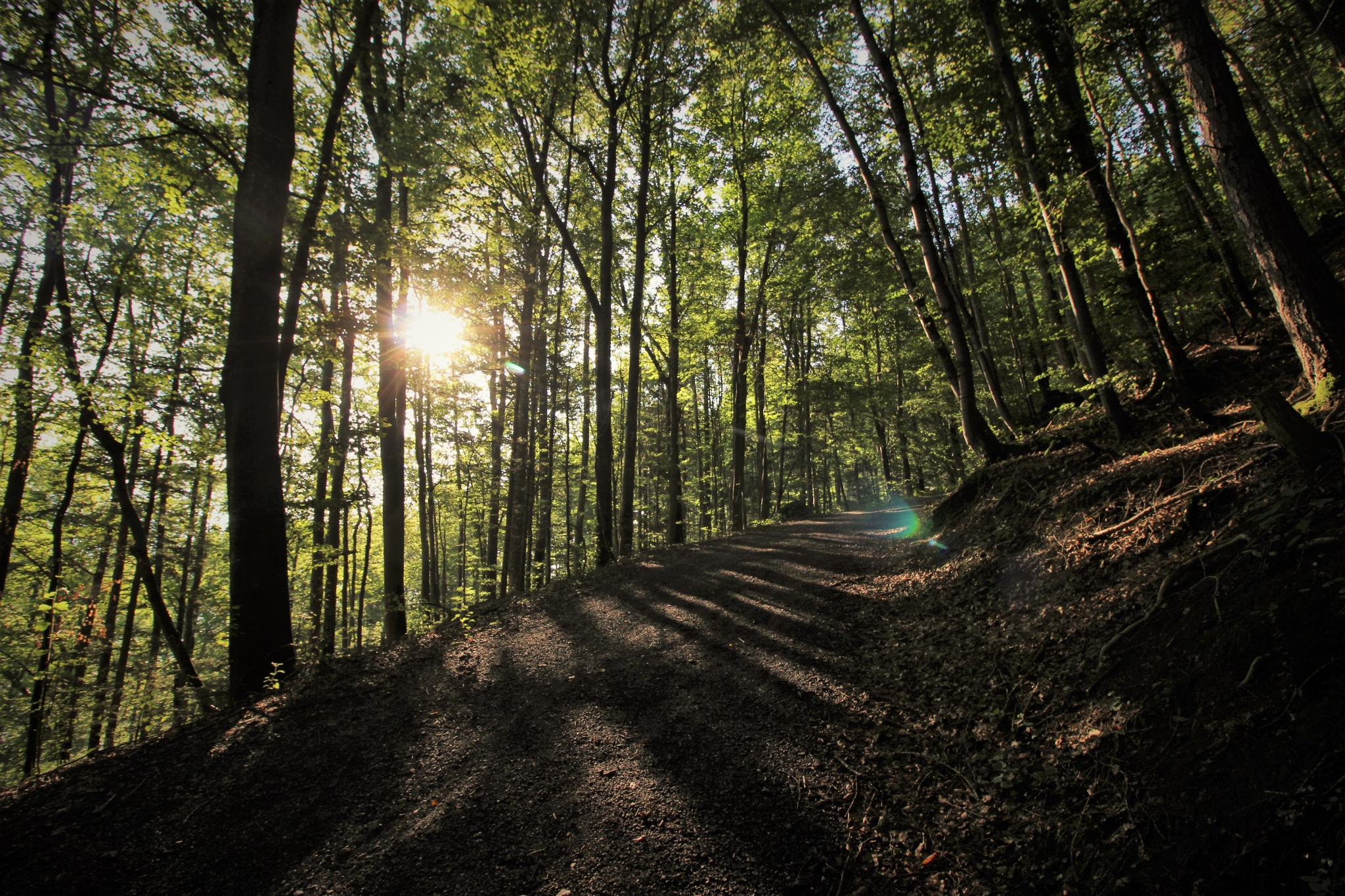 Ausflug mit Kindern - Thusis - Weg durch den Wald zum Guschachopf in Bad Ragaz - Aussichtspunkt Guschachopf Bad Ragaz