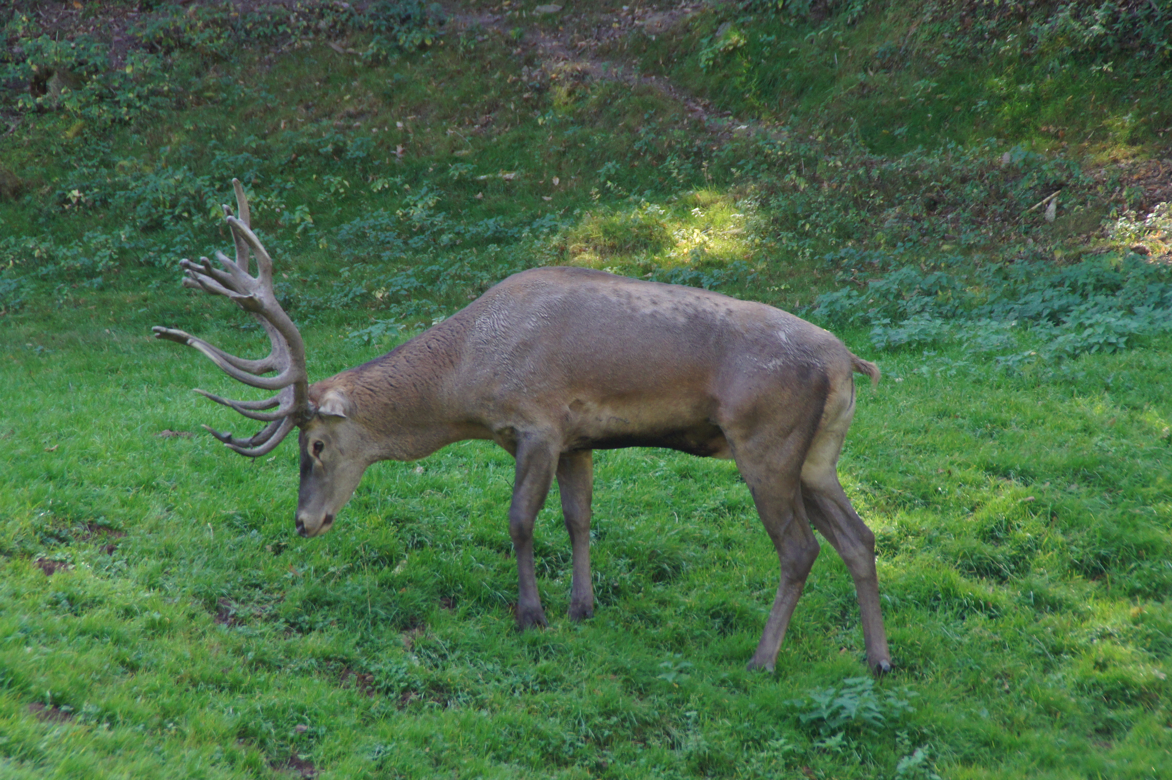 Ausflugsziel: Rotwildgehege Hirsau