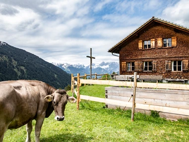Ausflugsziel: Die "Alpe Oberbuchen" (Stieralpe) am Kristberg im Silbertal, dem Genießerberg im Montafon - Der Sagenwanderweg (Sagenweg) vom Kristberg ins Silbertal