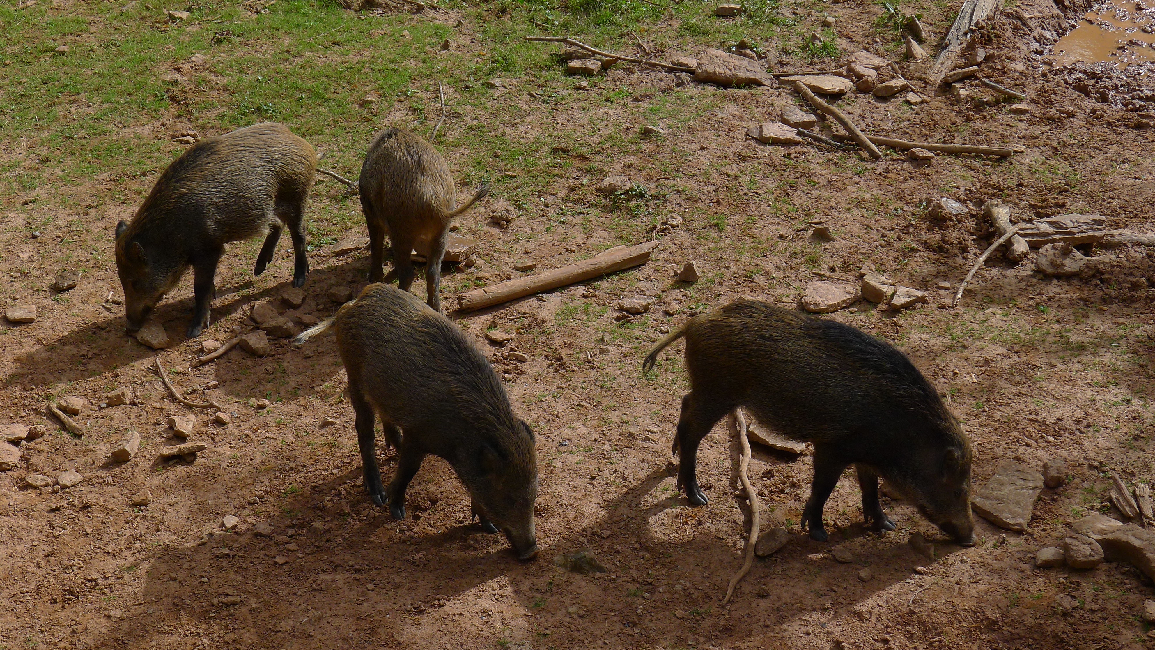 Reis met kinderen - Bönnigheim - Schwarzwildgehege